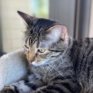 Meet your Posher, Iris